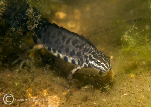 A male common newt in the garden pond.
D3 60mm. by Mark Thomas 